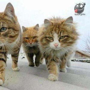 Meet your Posher, Mansour